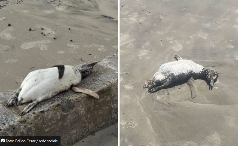 Pinguins-de-magalhães são encontrados mortos em praias do litoral do Paraná